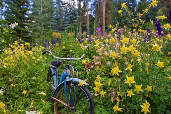 "Wild at Heart" Todd Van Fleet - Giclee on canvas 24 x 36