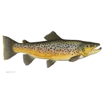 Brown Trout by Flick Ford
